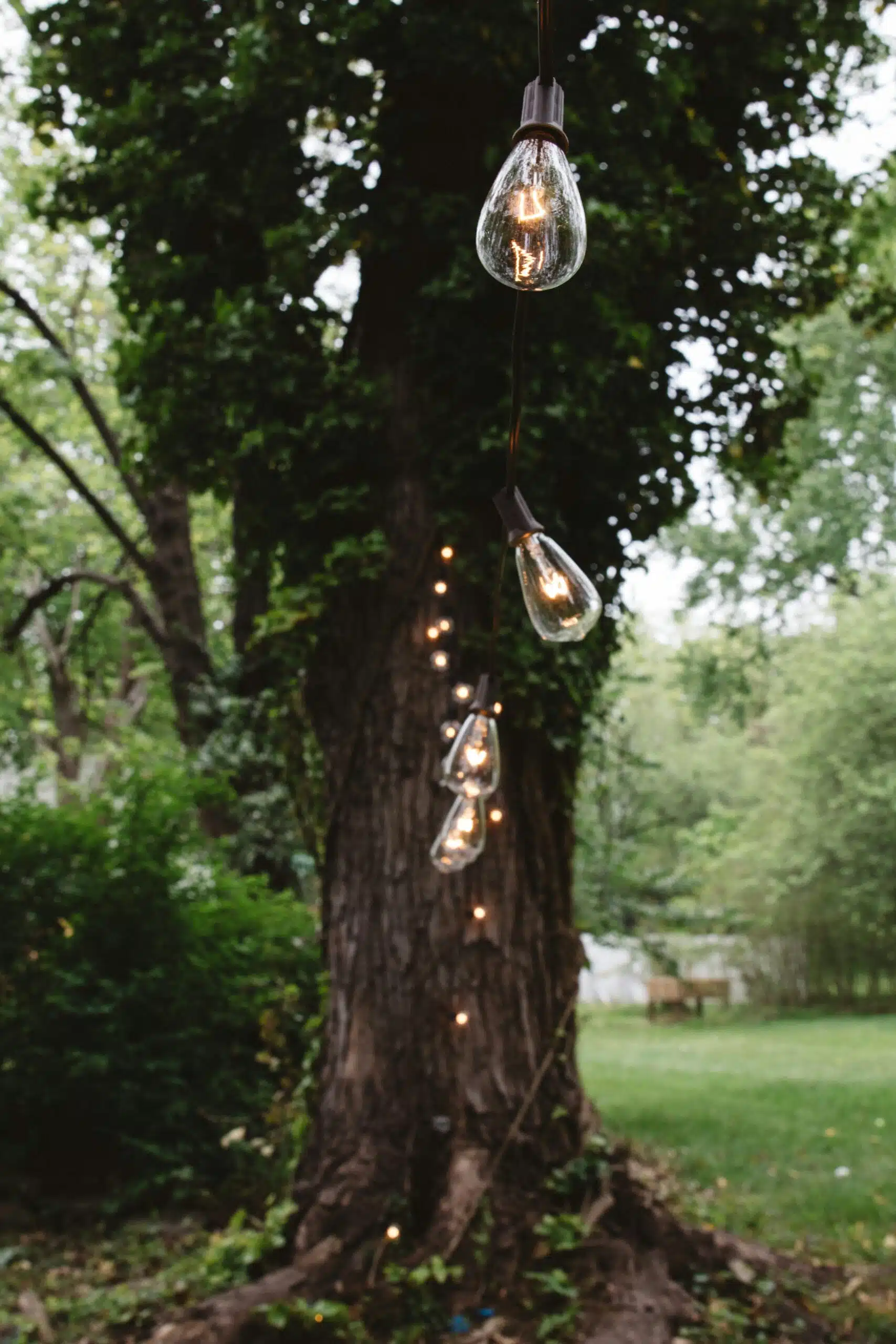 A string of Edison bulbs hangs against a large tree, casting a warm glow and adding dramatic, rustic charm to the outdoor setting.